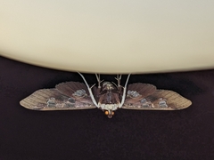 Phostria