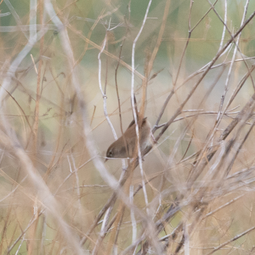 Cetti's Warbler