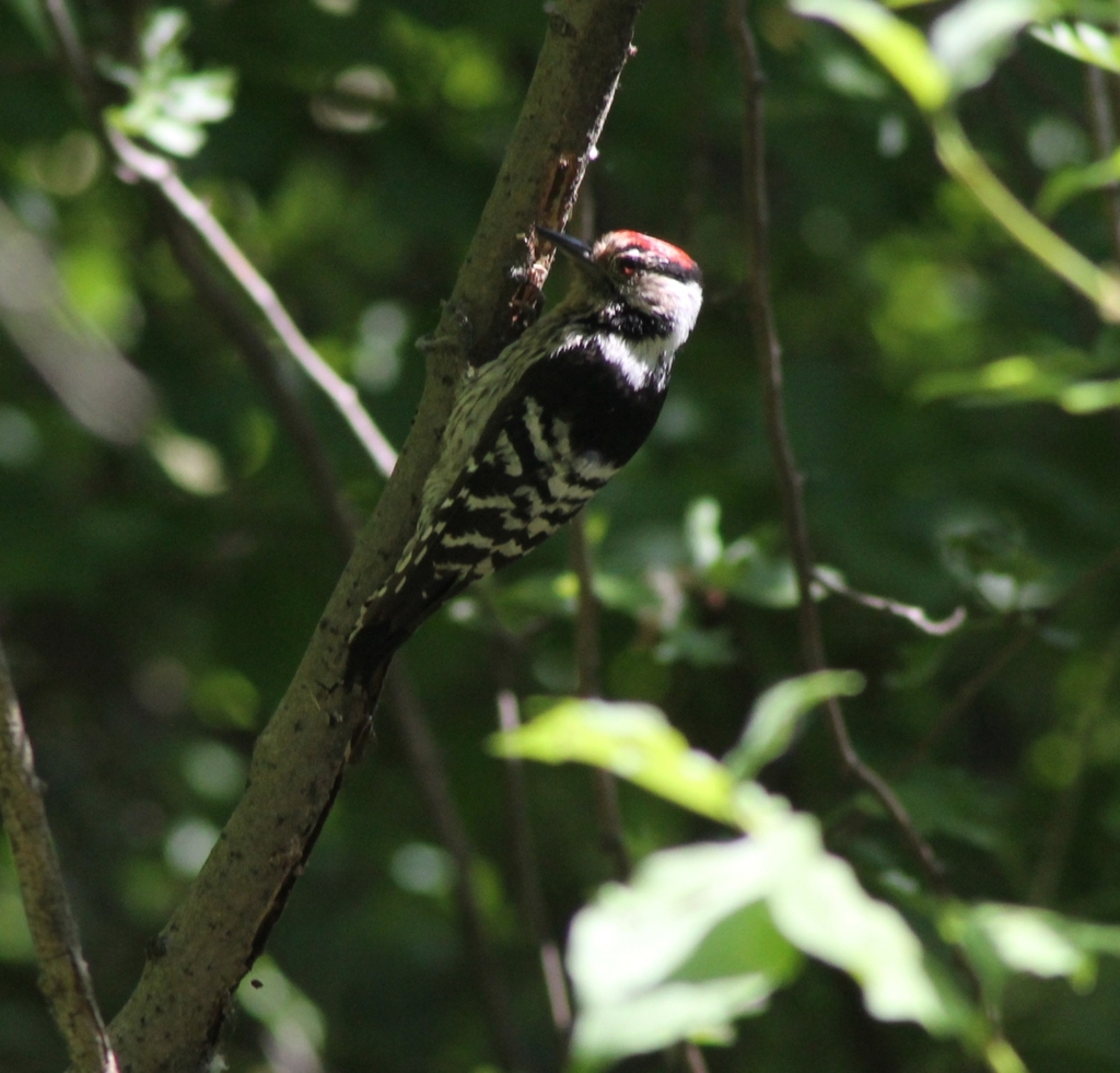 Lesser Spotted Woodpecker