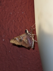 Phostria