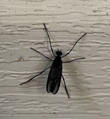 Penthetria heteroptera