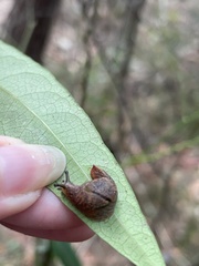 Stanisicarion freycineti