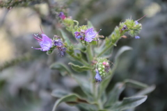 Echium salmanticum