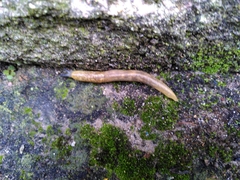 Limacus