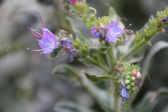 Echium salmanticum