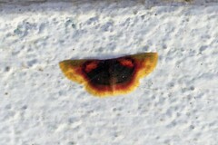 Chrysocraspeda dysmothauma