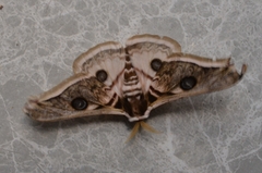Saturnia pyretorum