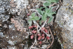 Sedum brevifolium