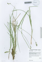 Carex argyrantha