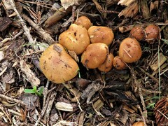 Kuehneromyces marginellus