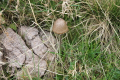 Panaeolus