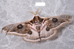 Saturnia pyretorum