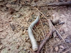 Ommatoiulus lusitanus