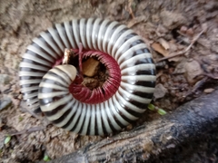 Ommatoiulus lusitanus