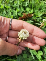 Trifolium repens