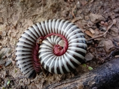 Ommatoiulus lusitanus