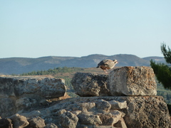 Alectoris chukar