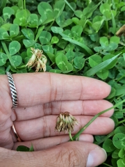 Trifolium repens