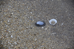 Psammobiidae