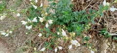 Antirrhinum