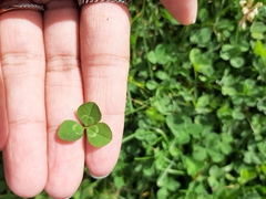 Trifolium repens