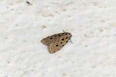 Aemene punctigera
