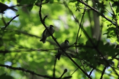 Poecile palustris palustris