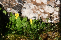 Viola biflora
