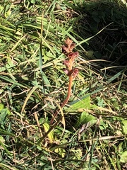 Orobanche gracilis