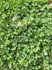 Trifolium repens