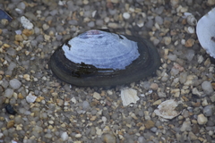 Psammobiidae