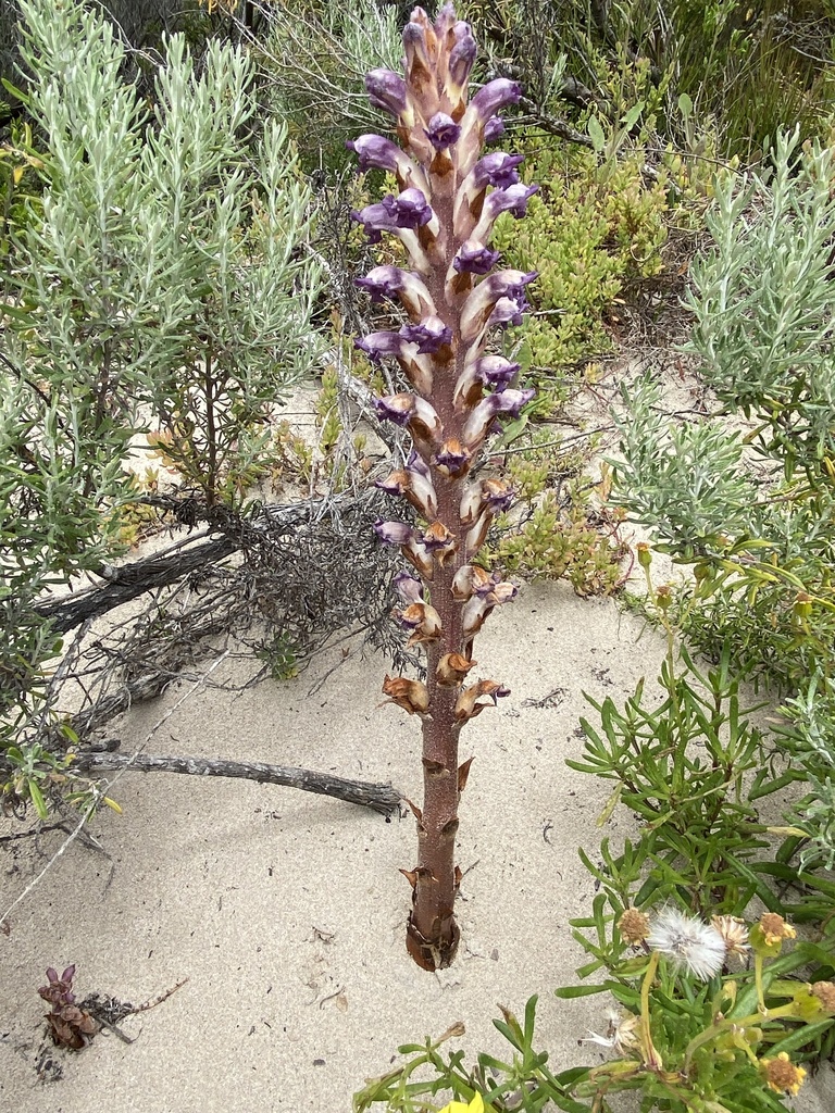 Australian broomrape