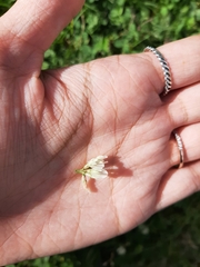 Trifolium repens
