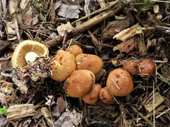 Kuehneromyces marginellus