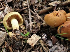 Kuehneromyces marginellus