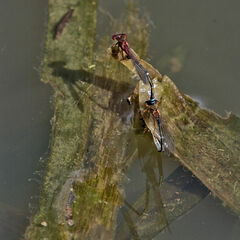 Xanthagrion erythroneurum