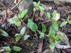 Belosynapsis ciliata