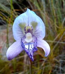 Disa purpurascens