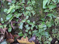 Belosynapsis ciliata