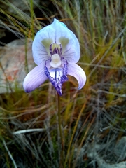Disa purpurascens