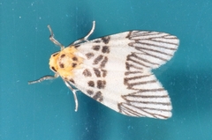 Striatella