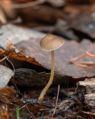 Strobilurus conigenus