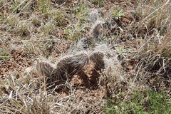Opuntia tortispina