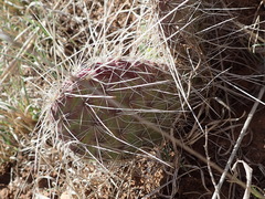 Opuntia tortispina