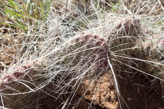 Opuntia tortispina