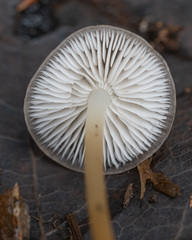 Strobilurus conigenus