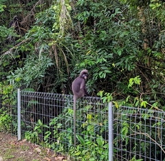 Trachypithecus obscurus