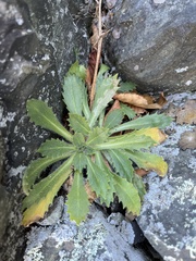 Micranthes petiolaris