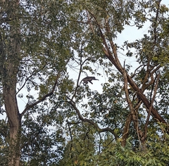 Trachypithecus obscurus