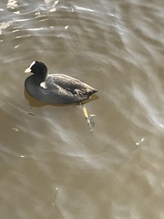 Fulica atra